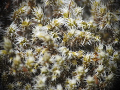 Racomitrium