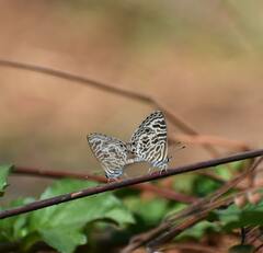 Leptotes plinius