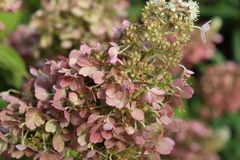 Hydrangeaceae