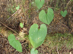 Maianthemum dilatatum