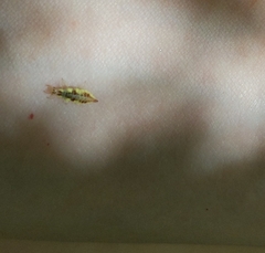 Chrysoperla rufilabris