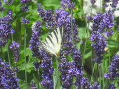 Iphiclides podalirius