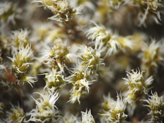 Racomitrium