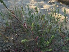 Corispermum hyssopifolium