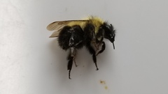 Bombus vagans
