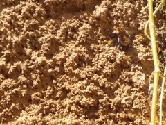 Tetragonisca angustula