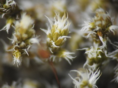 Racomitrium