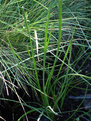 Lilaeopsis occidentalis