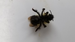 Bombus vagans