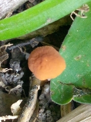 Pholiotina rugosa