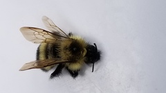 Bombus vagans