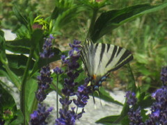 Iphiclides podalirius