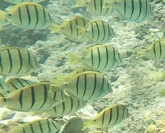 Acanthurus triostegus