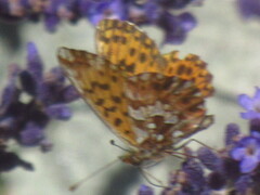 Boloria dia