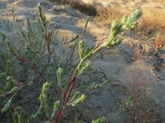Corispermum hyssopifolium
