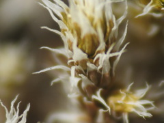 Racomitrium