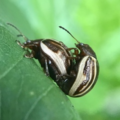 Zygogramma suturalis