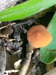 Pholiotina rugosa