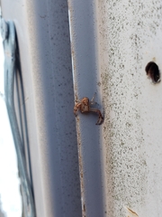 Xysticus