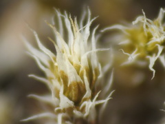 Racomitrium
