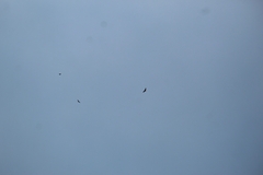 Buteo jamaicensis