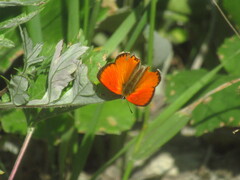 Lycaena virgaureae