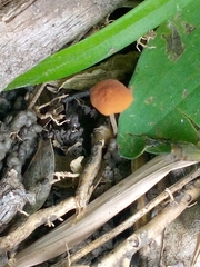 Pholiotina rugosa