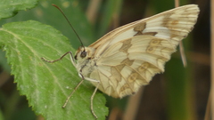 Melanargia lachesis