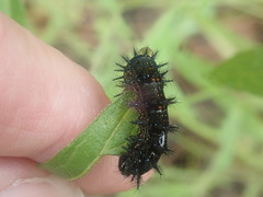 Chlosyne lacinia crocale