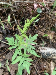 Sceptridium dissectum