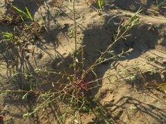 Corispermum hyssopifolium