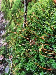 Polytrichum formosum