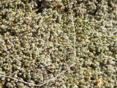 Racomitrium