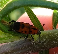 Rhodobaenus quinquepunctatus