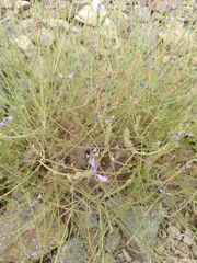 Lavandula
