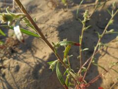 Corispermum hyssopifolium