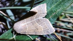 Xanthia ocellaris