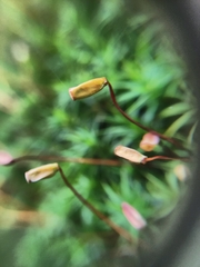 Polytrichum formosum