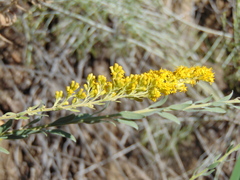 Solidago velutina