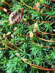 Polytrichum formosum