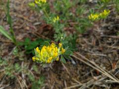 Acmispon decumbens