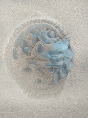 Dactyliophorae