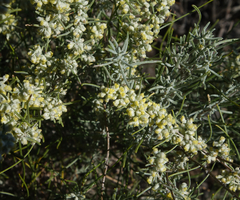 Artemisia filifolia