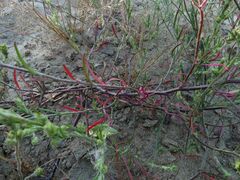 Corispermum hyssopifolium
