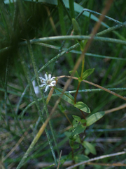 Stellaria humifusa
