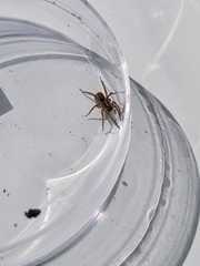 Lycosidae