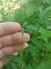 Persicaria