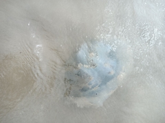 Dactyliophorae