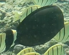 Acanthurus