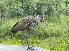 Aramus guarauna